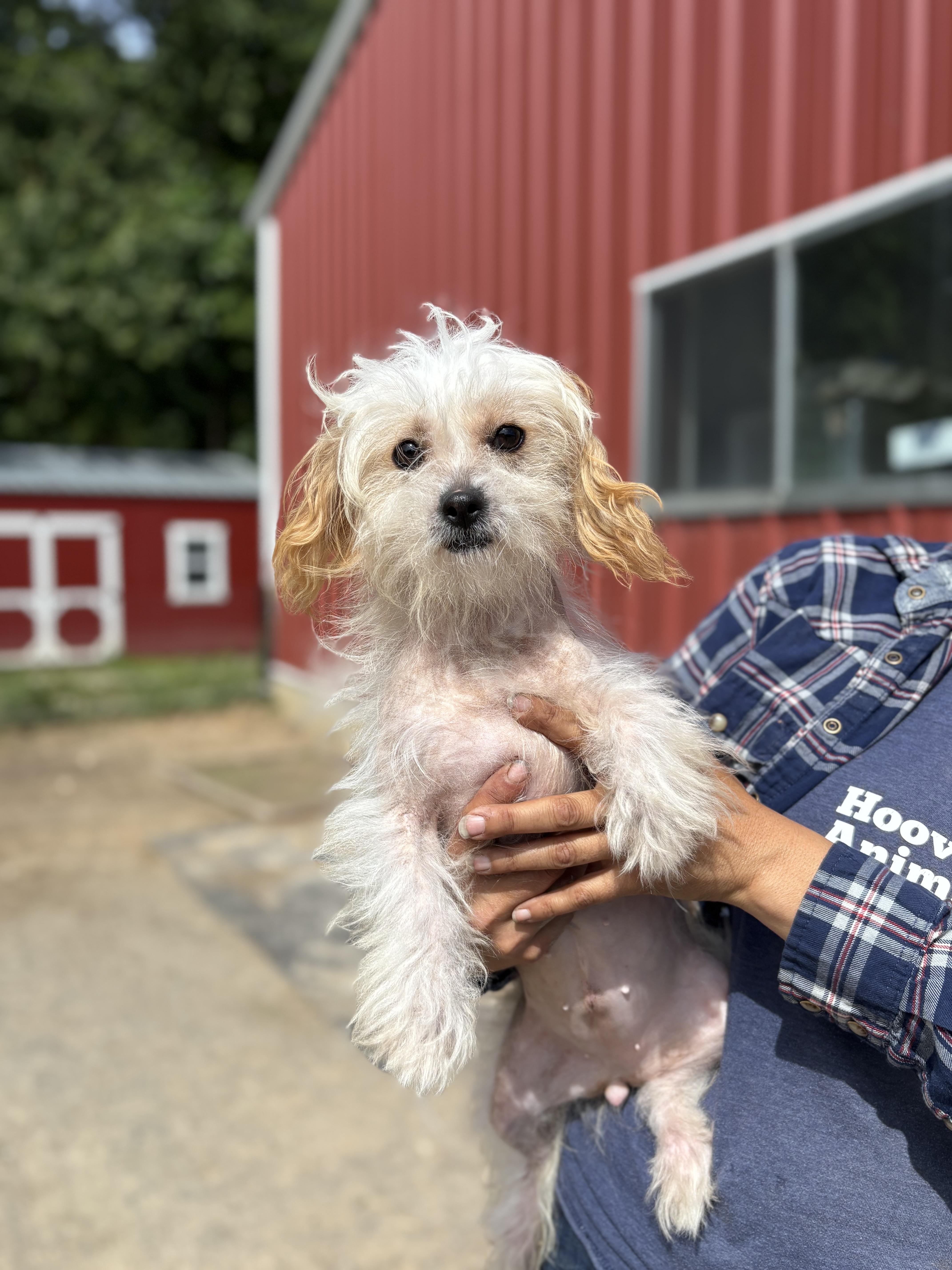 An adult small-sized female Chinese Crested Dog dog named Tessa for adoption in Louisa, VA