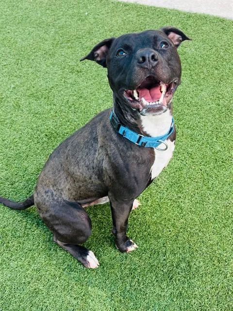 An adult large-sized male Mixed Breed dog named Chip for adoption in Dallas, TX
