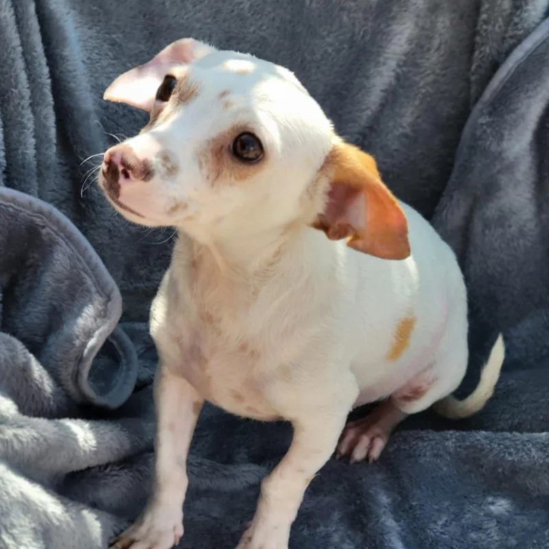 A young small-sized female White / Cream Chihuahua dog named Eden for adoption in Sherwood, OR