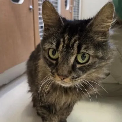 An adult medium-sized female Tabby (Brown / Chocolate) Domestic Long Hair cat named Lucy for adoption in Phoenixville, PA