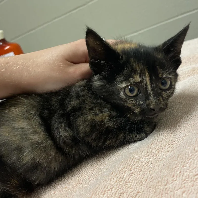A baby small-sized female Black Domestic Short Hair cat named Sunkist for adoption in Bristol, IN