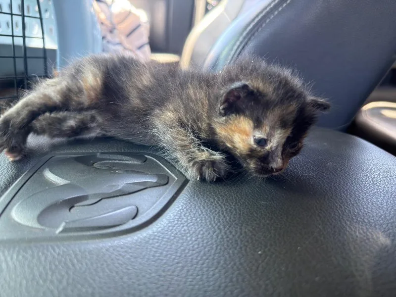 A baby small-sized female Domestic Short Hair cat named Moe for adoption in La Verkin, UT