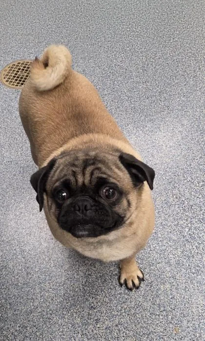An adult small-sized male Pug dog named Inch Worm for adoption in Westland, MI