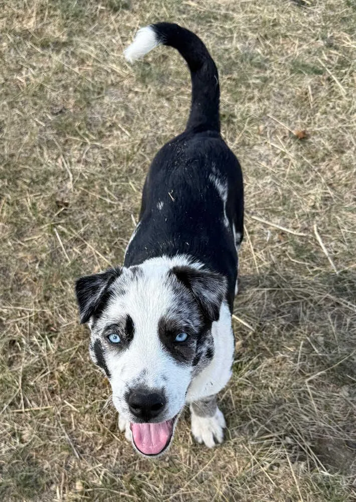 A baby large-sized male Catahoula Leopard Dog dog named Waylon for adoption in Dodson, MT
