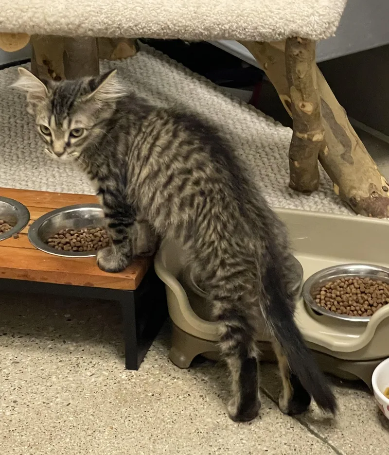 A baby large-sized male Brown / Chocolate Domestic Medium Hair cat named Uel  The Notorious for adoption in Pickerinton, OH