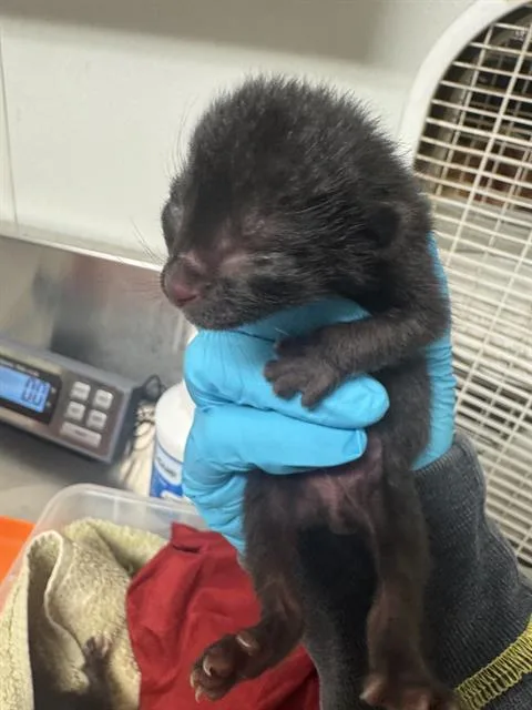 A baby small-sized male Domestic Short Hair cat named Void for adoption in Bakersfield, CA