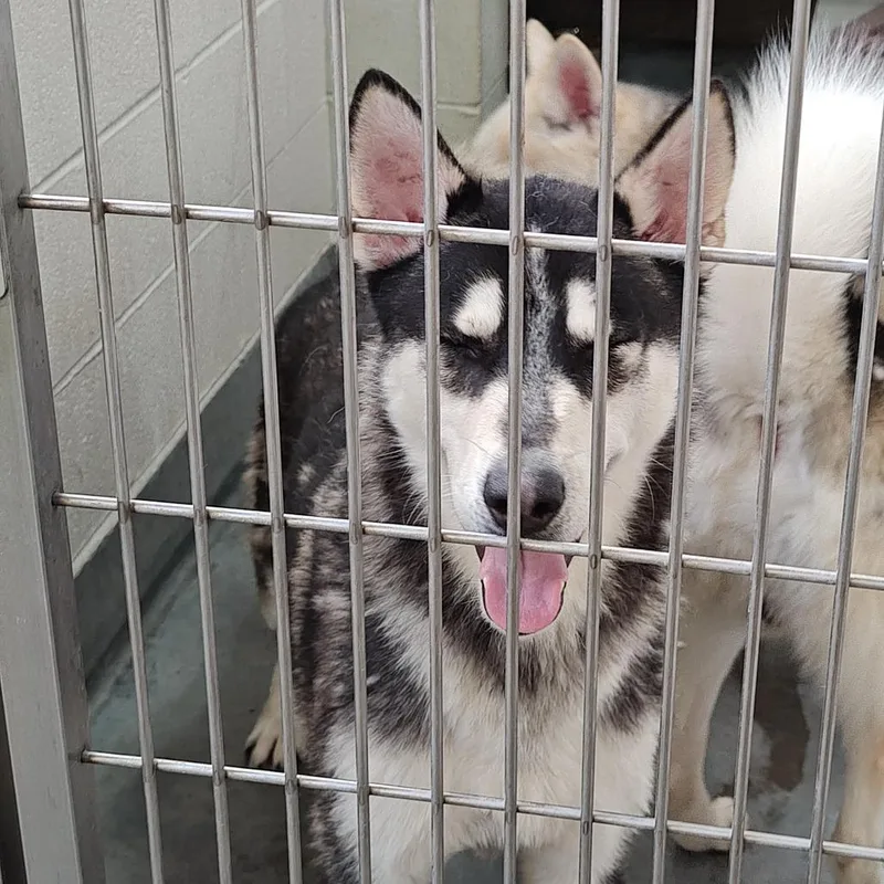 An adult medium-sized male Black Siberian Husky dog named Smokey for adoption in Upland, CA