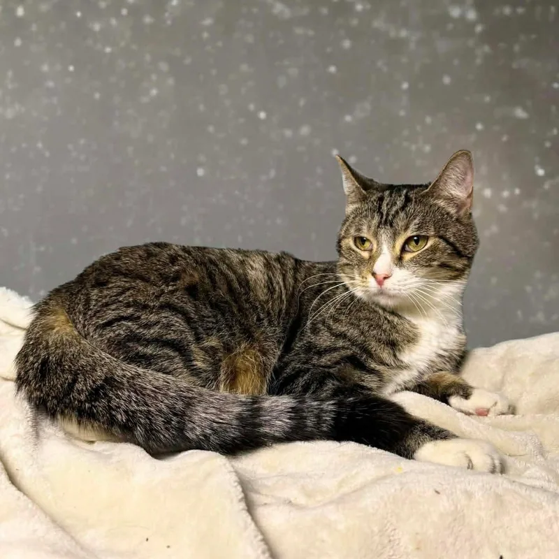 Zenrelia thumbnail 2