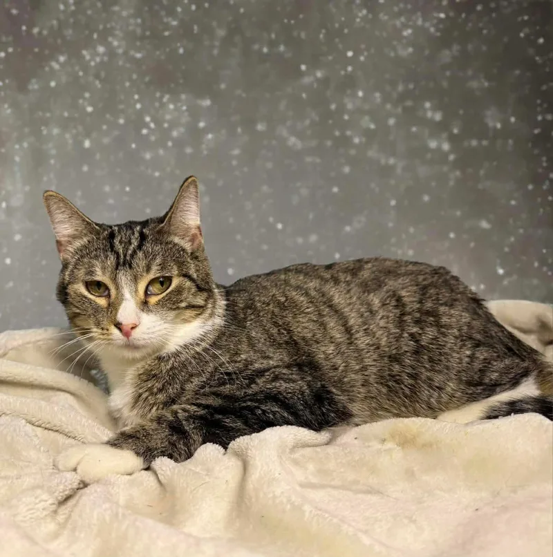 Zenrelia thumbnail 3