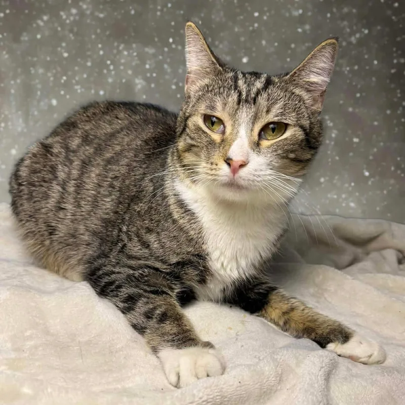 Zenrelia thumbnail 4