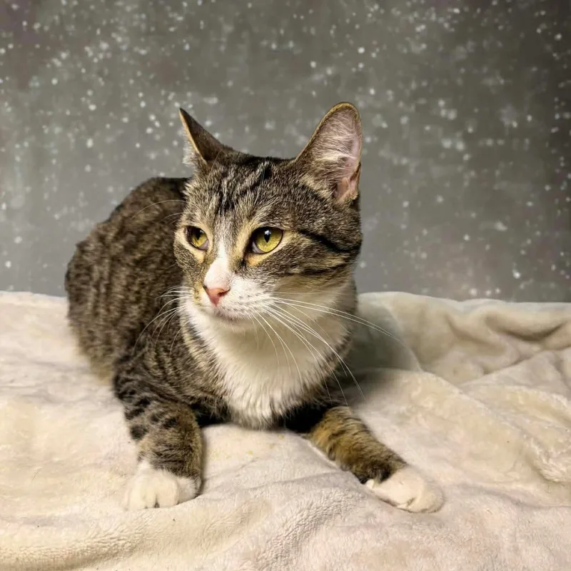 Zenrelia thumbnail 5