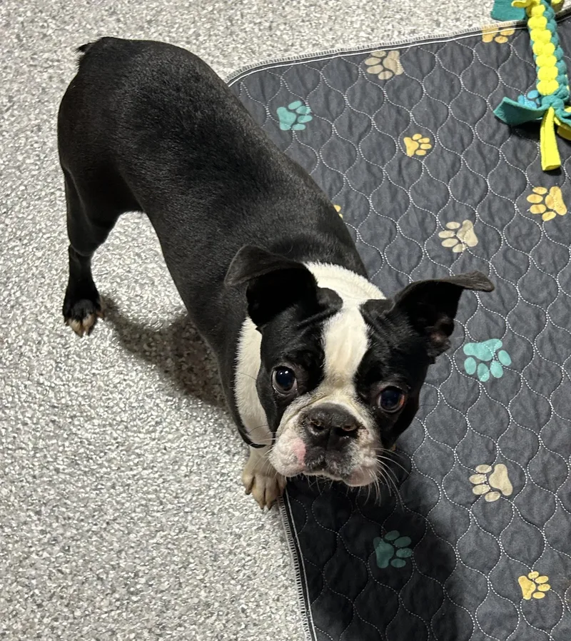 A young small-sized female Black Boston Terrier dog named Patricia  lbs for adoption in Antwerp, OH