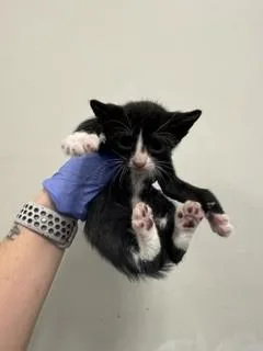 A baby small-sized male Domestic Short Hair cat named Meatball for adoption in Miami, FL