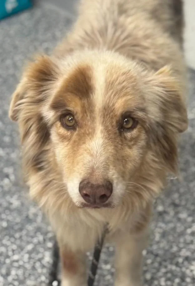 An adult medium-sized male Australian Shepherd dog named Lakota for adoption in Carthage, MO