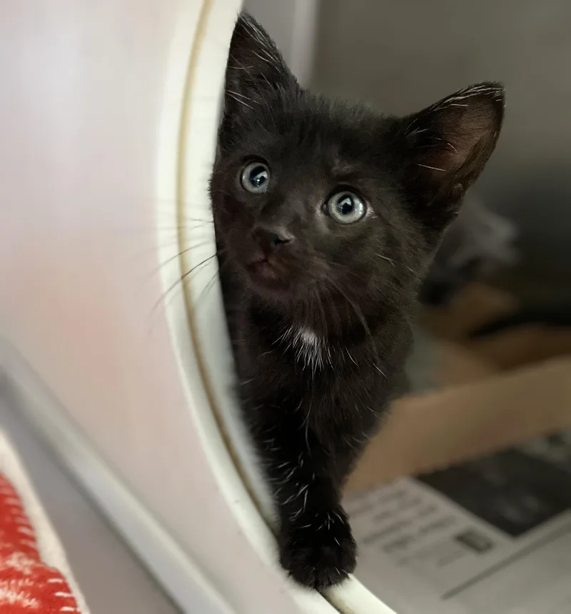 A baby medium-sized female Black Domestic Short Hair cat named Domino's for adoption in Seville, OH