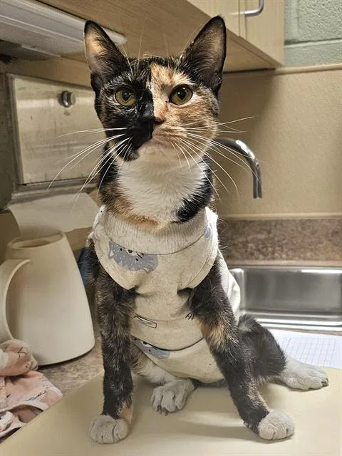 A young medium-sized female Domestic Short Hair cat named Cat Fish for adoption in Clyde, NC