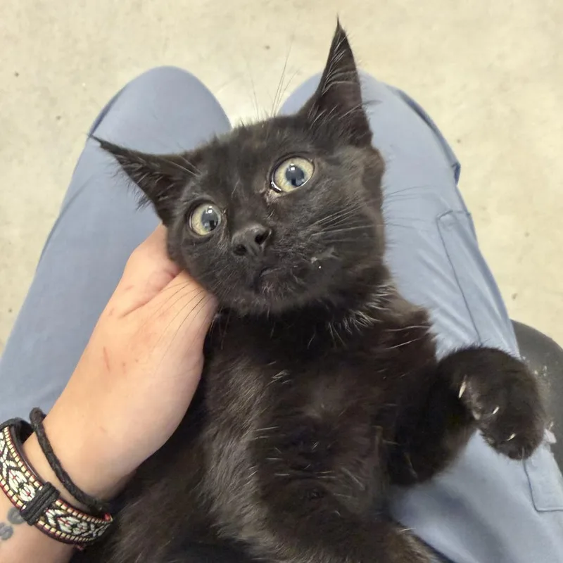 A baby small-sized female Black Domestic Short Hair cat named Katze for adoption in Rifle, CO