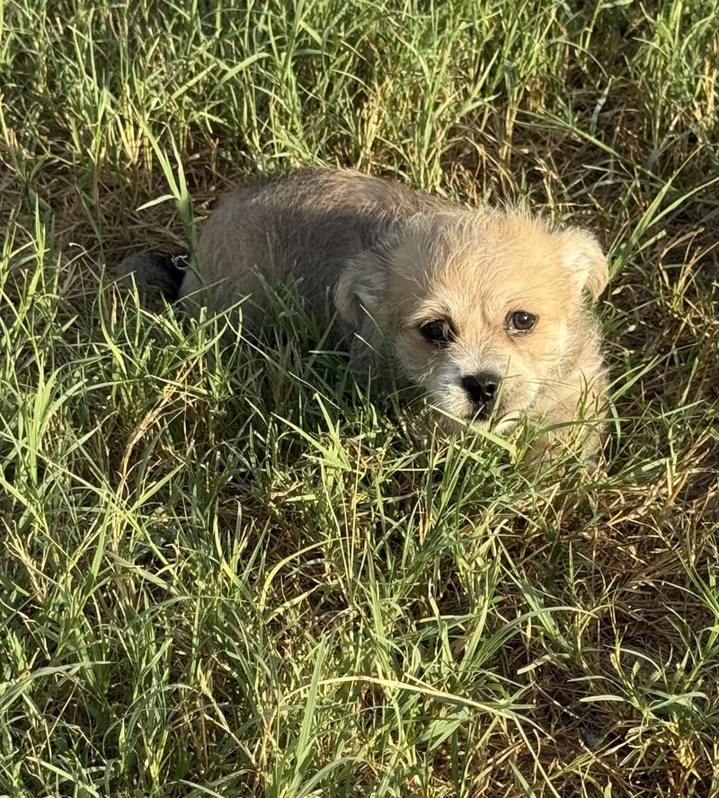 A baby small-sized male Shih poo dog named Summer for adoption in San Antonio, TX