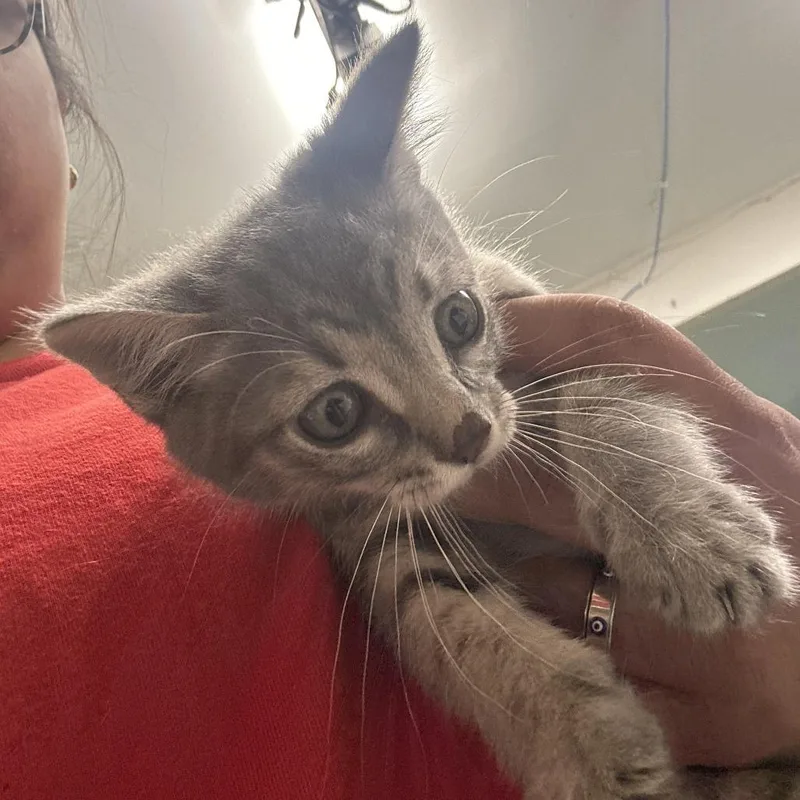 A baby small-sized male Gray / Blue / Silver Domestic Short Hair cat named Sherlock for adoption in Leander, TX