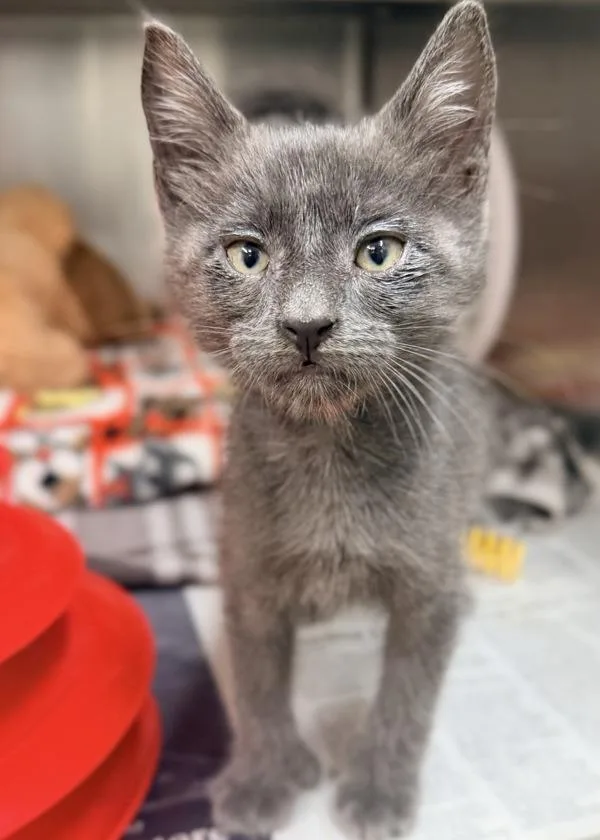 A baby small-sized male Domestic Short Hair cat named Barry for adoption in Novato, CA