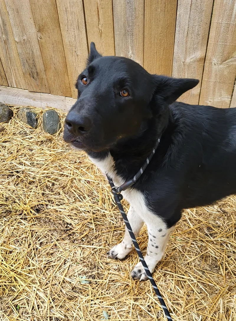 An adult large-sized male Black German Shepherd Dog dog named Panda for adoption in Davison, MI