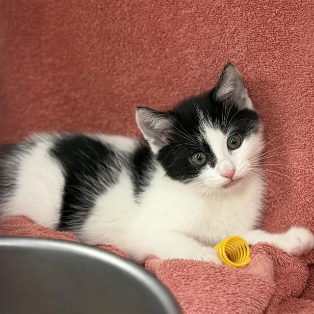 A baby small-sized female Domestic Short Hair cat named Laila for adoption in Huntsville, AL