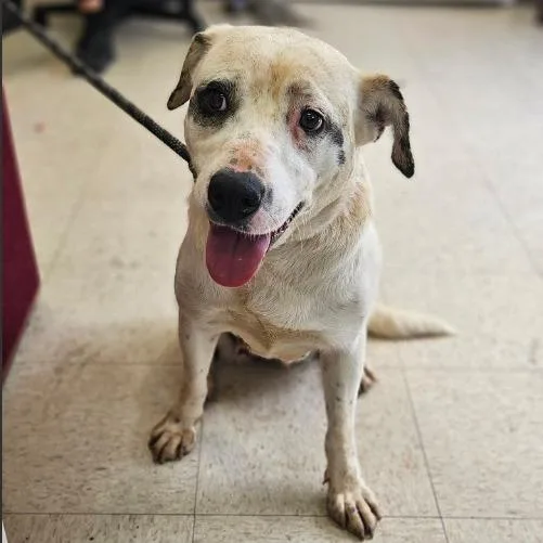 A young medium-sized female Mixed Breed dog named Wanda for adoption in Fairfax, VA