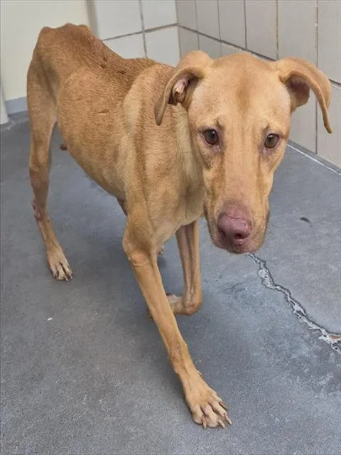 An adult medium-sized female Black Mouth Cur dog named Mayze for adoption in Corpus Christi, TX
