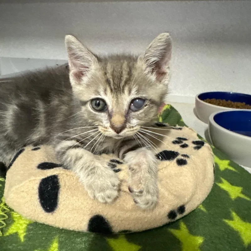 A baby small-sized male Brown / Chocolate Domestic Short Hair cat named Joe Jost for adoption in Long Beach, CA