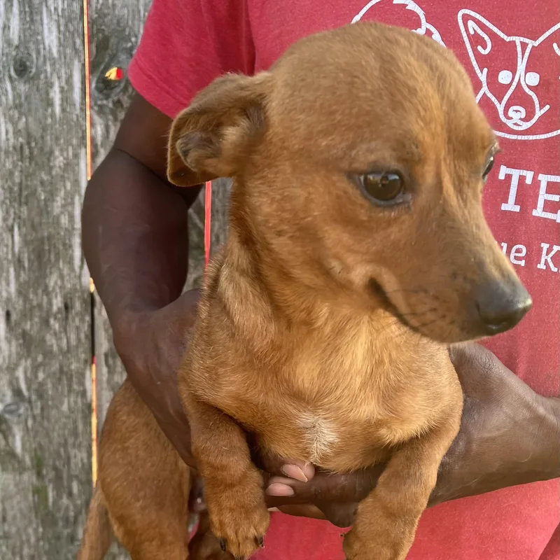 Tabitha  Local April thumbnail 2