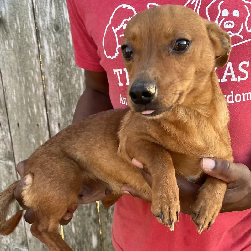 Tabitha  Local April