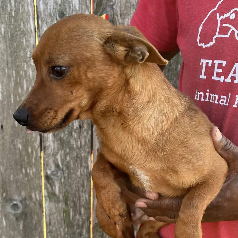 Tabitha  Local April thumbnail 3