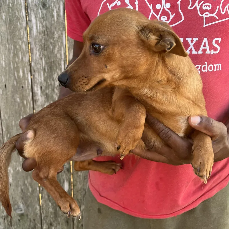 Tabitha  Local April thumbnail 4