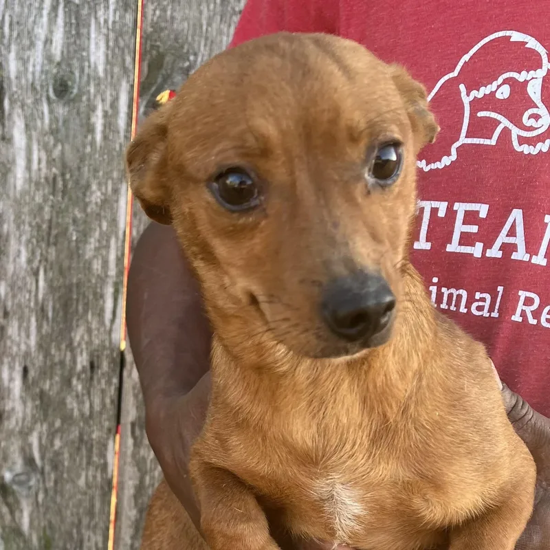 Tabitha  Local April thumbnail 5