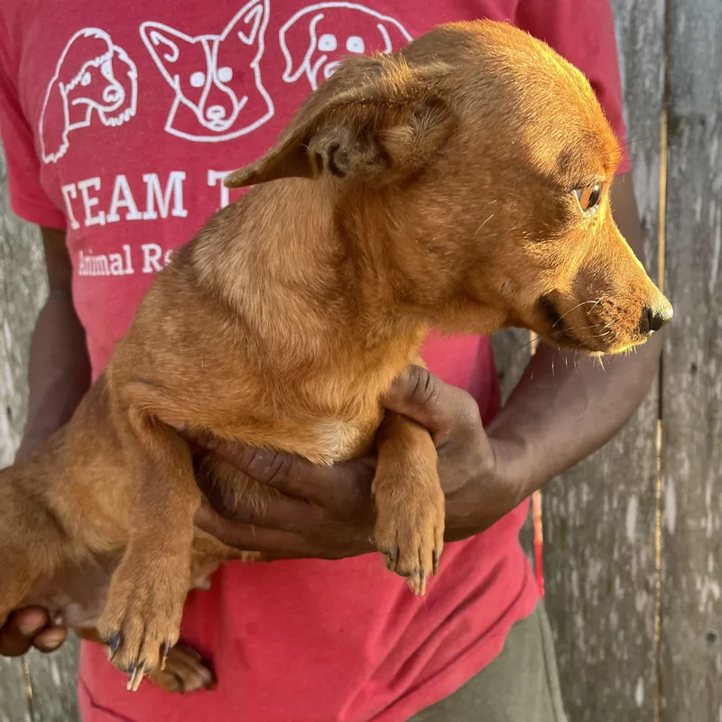 Tabitha  Local April thumbnail 6