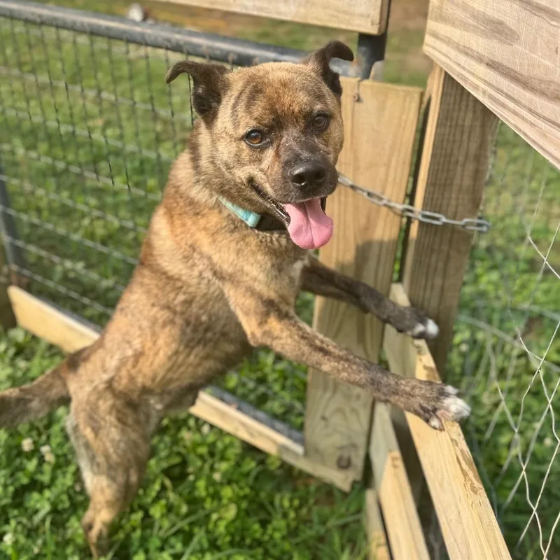 An adult medium-sized male Brindle Mixed Breed dog named Ed for adoption in Fredericksburg, VA