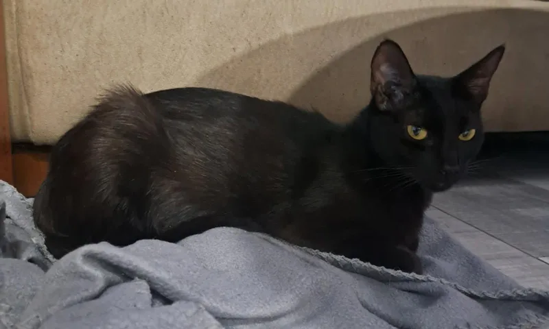 An adult medium-sized female Black Domestic Short Hair cat named Pantera for adoption in Pompano Beach, FL