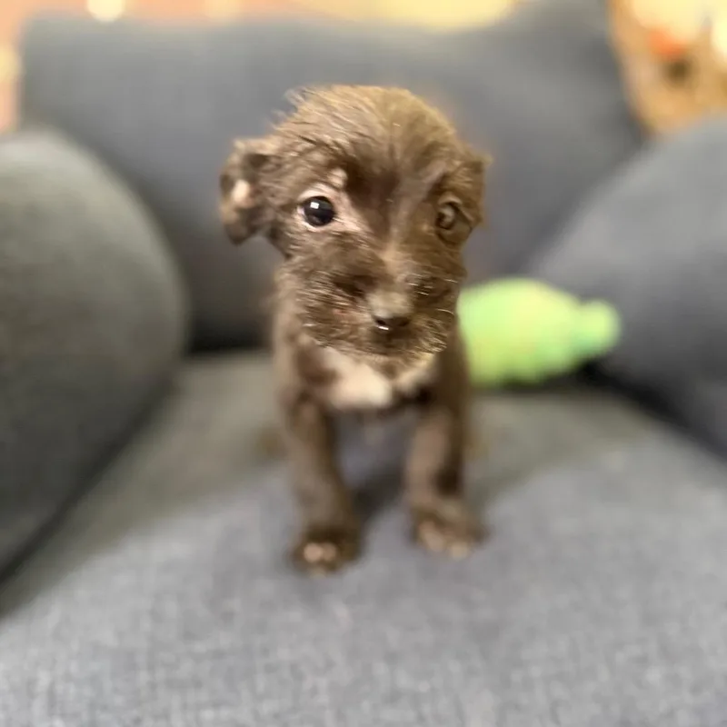 A young small-sized male Black Terrier dog named Baxter for adoption in Sacramento, CA