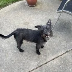 Baxter thumbnail 3