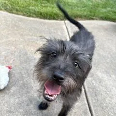 Baxter thumbnail 4