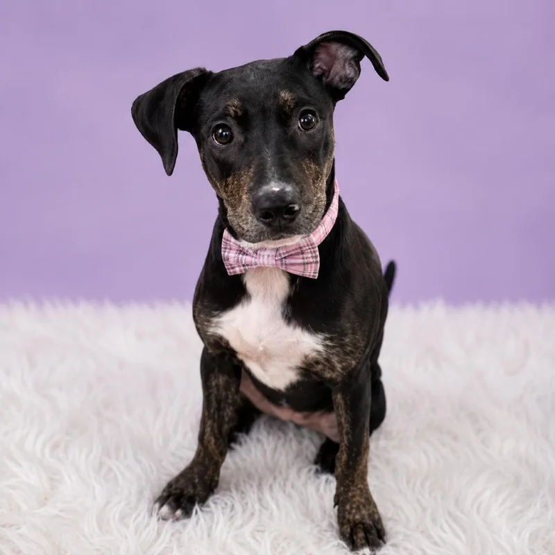 A young medium-sized female Brindle Mixed Breed dog named Rosie Posie for adoption in Binghamton, NY