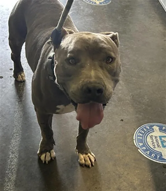 An adult large-sized male Pit Bull Terrier dog named Bob for adoption in Los Angeles, CA