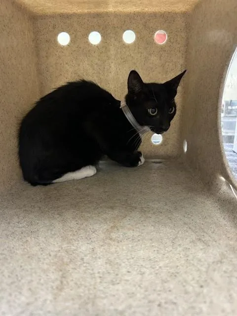 A baby small-sized female Domestic Short Hair cat named Skye for adoption in Lancaster, CA