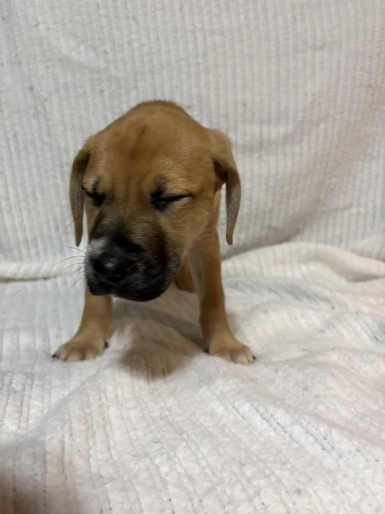 Cranberry thumbnail 2