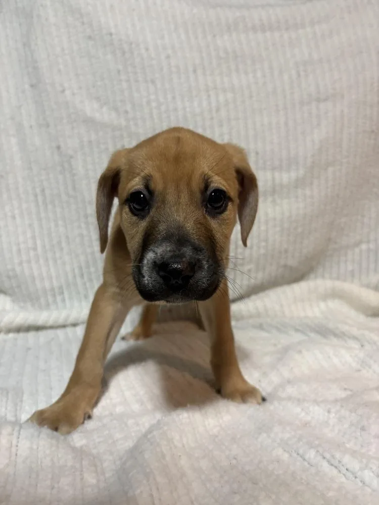 Cranberry thumbnail 3