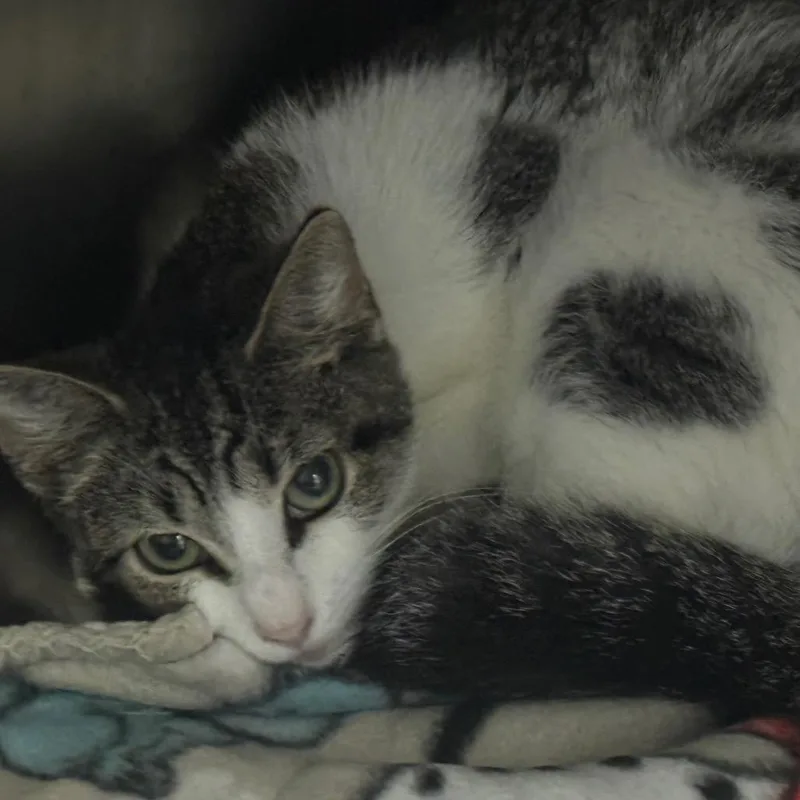 A young medium-sized female White Domestic Short Hair cat named Cupcake for adoption in Lakeland, FL