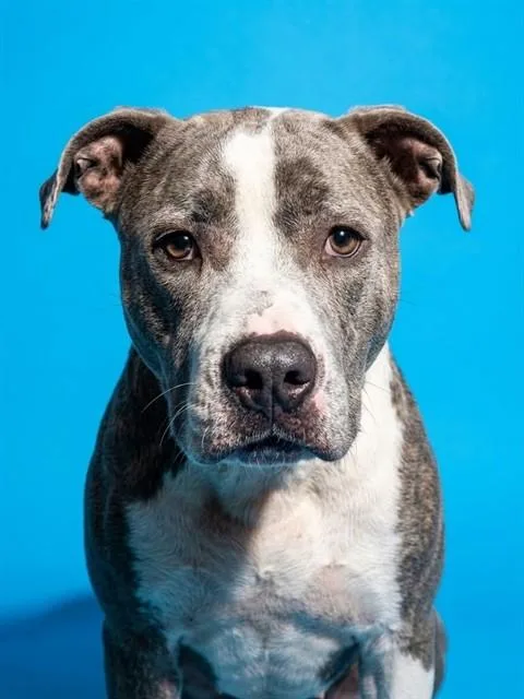 An adult large-sized female Mixed Breed dog named Malibu Barbie for adoption in Jacksonville, FL