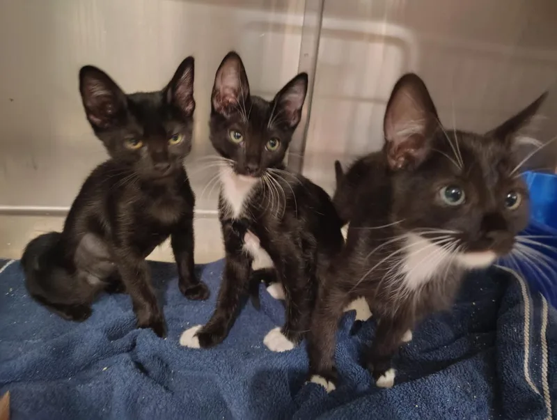 A baby medium-sized female Domestic Short Hair cat named Baton Rouge for adoption in Lincoln, CA