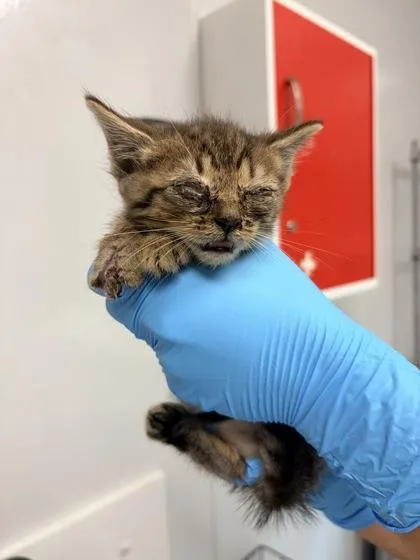 A young small-sized male Domestic Short Hair cat named B Marsh for adoption in North Charleston, SC