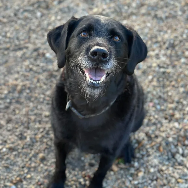 A senior large-sized male Black Labrador Retriever dog named Marston for adoption in Deerfield, IL